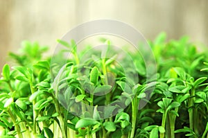 Close-up of fresh green leaves of cress seedlings