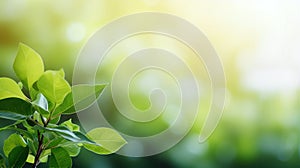 Close-Up of Fresh Green Leaves in Soft Morning Light With Blurred Background