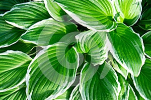 Close up of fresh green leaves with white stripes of Hosta Patriot plant. Botanical Foliage. Nature Background.