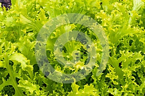 Close up of fresh green lettuce head
