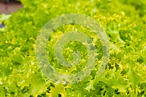 Close up of fresh green lettuce head