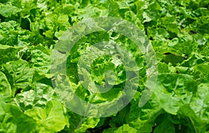 Close-up of Fresh green Lettuce leaves on a garden in the vegetable field.
