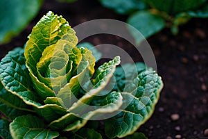 Close up of fresh green lettuce plant growing in organic vegetable garden. Vegetarian food. Vegetarianism. Generative AI