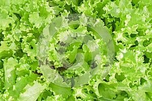 close up of fresh green lettuce salad leaves