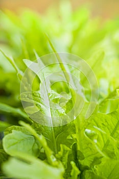 Close up of fresh green lettuce salad organic.