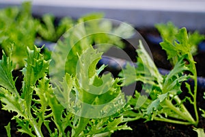 Close up of fresh green lettuce salad vegetable in the garden