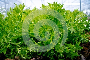 Close up of fresh green lettuce salad vegetable in the garden