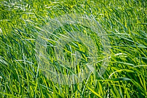 A close-up of fresh green lush grass glittering on the sun. Selective focus. Bright colors of spring nature and its beauty