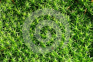 Close-up of a fresh green moss Bryophyte as a green background