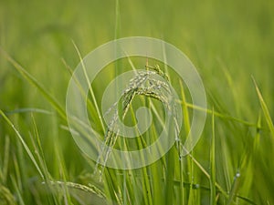 Close up of fresh green paddy rice plant