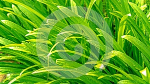 close up fresh green pandan leaf with water drop