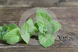 Close up fresh green peppermint leaves. Mint herbs on vintage wooden table.