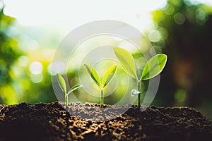 Close-Up Of Fresh Green Plant Growing,Tree Growth Steps In nature And beautiful morning lighting