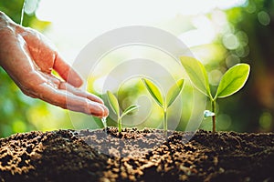 Close-Up Of Fresh Green Plant Growing,Tree Growth Steps In nature And beautiful morning lighting