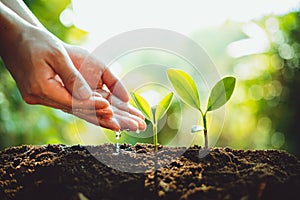 Close-Up Of Fresh Green Plant Growing,Tree Growth Steps In nature And beautiful morning lighting