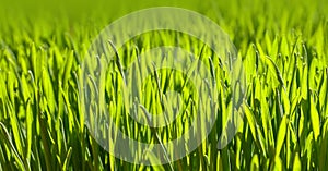 Close up fresh green spring grass background