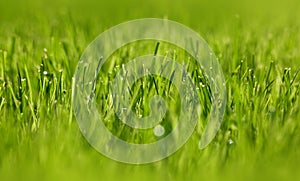 Close up fresh green spring grass background