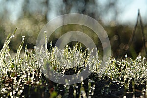 A close up of fresh green spring grass with dew drops. Grass blades with shining dew drops at sunrise