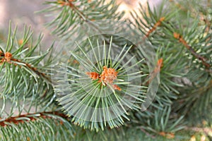 Close up of a fresh green spruce twigs on a blurred background with warm tinting for christmas and new year themes