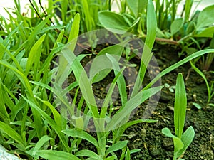 close up of fresh green weeds in spring