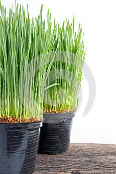 Close up of Fresh green wheat grass with drops dew on white background.