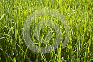 Close up of fresh green wheat grass in the field