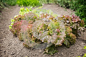 Close-up of fresh growing colorful lettuce in vegetable garden. flowering leaves red and green salad