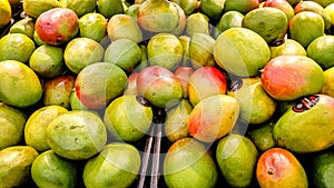 Close up of fresh harvested Mangos