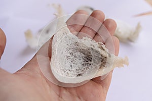 Close up of Fresh Harvested Unprocessed Swallow Bird Nest
