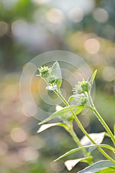 Helianthus tuberosus plant in nature garden