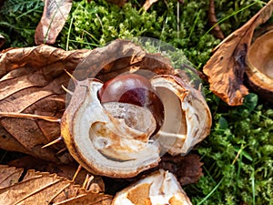 Fresh horse chestnuts (Aesculus hippocastanum). Autumn background with ripe brown horse chestnut and prickly shell on