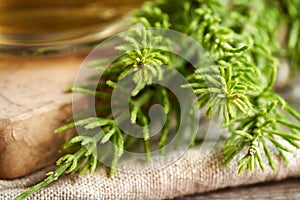 Close up of fresh horsetail twigs with a cup of herbal tea in the background. Medicinal plant