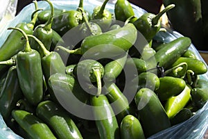 Close up of fresh, hot jalapeno peppers