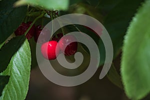 Juicy red cherries on the tree