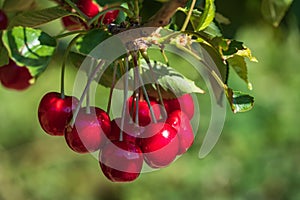 Juicy red cherries on the tree