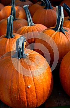 Close up of Fresh Large Pumpkins at Roadside Produce Stand