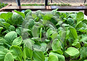 Close up of fresh leafy produce growing in community allotment garden in HDB heartland. This residential urban farm is popular