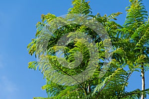 Close-up fresh leaves Jacaranda Jacaranda mimosifolia trees in Public landscape park `Krasnodar` or `Galitsky park`