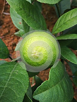 Close up of fresh lemon fruit