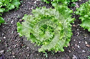 Close-up of a fresh lettuce in a vegetable garden