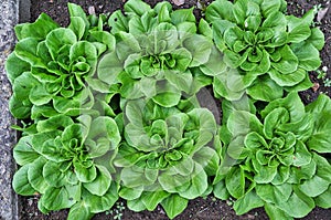 Close-up of a fresh lettuce in a vegetable garden