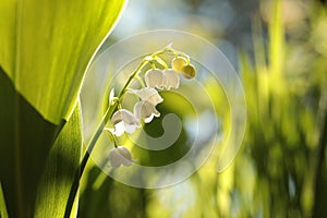 close up of fresh lily of the valley in the forest backlit by the morning sun on a spring day poland lily of the valley in the
