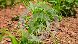 Close up of fresh and  little corn plants on a field, rural corn growing concept