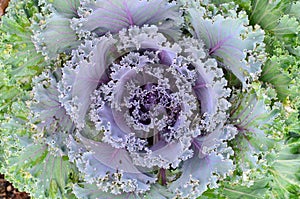 Close up of fresh long lived cabbage