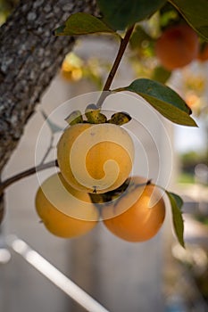 Close-up of fresh lotus or persimmon fruit hanging on a tree branch