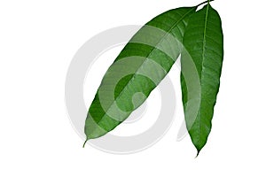 Close-up of fresh mango leaves tropical fruit tree isolated on white background with clipping path. Mango leaves are medicinal