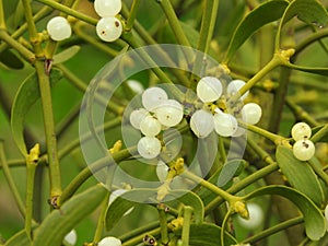 Close up fresh mistletoe on tree, white berries