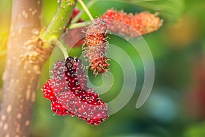Close up fresh mulberry fruits (black mulberry, blackberry, Morus nigra)