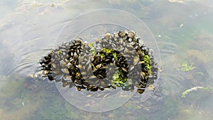 Close up Fresh mussels in stone still alive with tide in a lake with mountains in kotor bay, Montenegro. Crustacean in a rock with