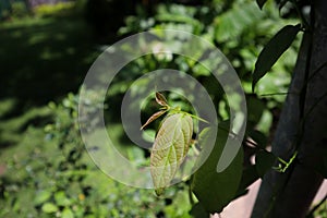 Close up of fresh new pink leaves of Mitragyna speciosa Kratom Plant. This plant also used for creating traditional medicines in